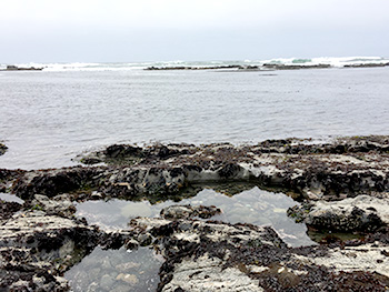 岩場で磯遊び Moss Beach Fitzgerald Marine Reserve ジャパンリロケーション